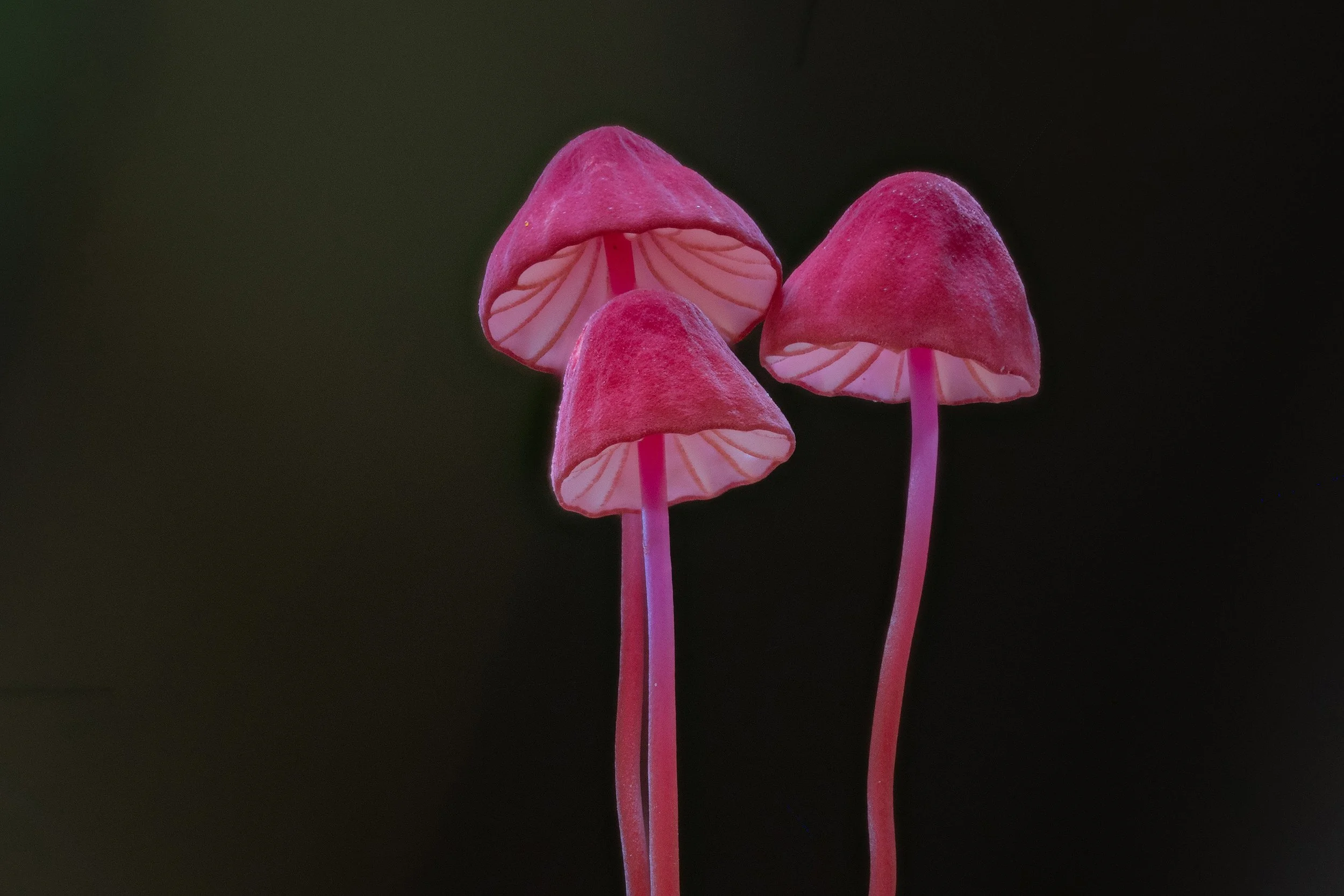 A FESTIVE APPETITE FOR FUNGI 🎄🍄✨ — Planet Fungi